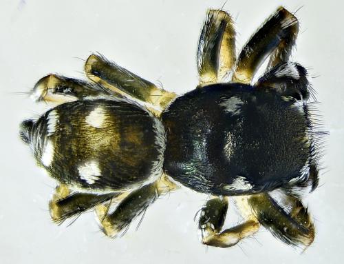 Réf. 269 670 : Heliophanus apiatus